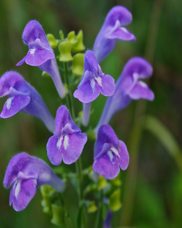 Skullcap