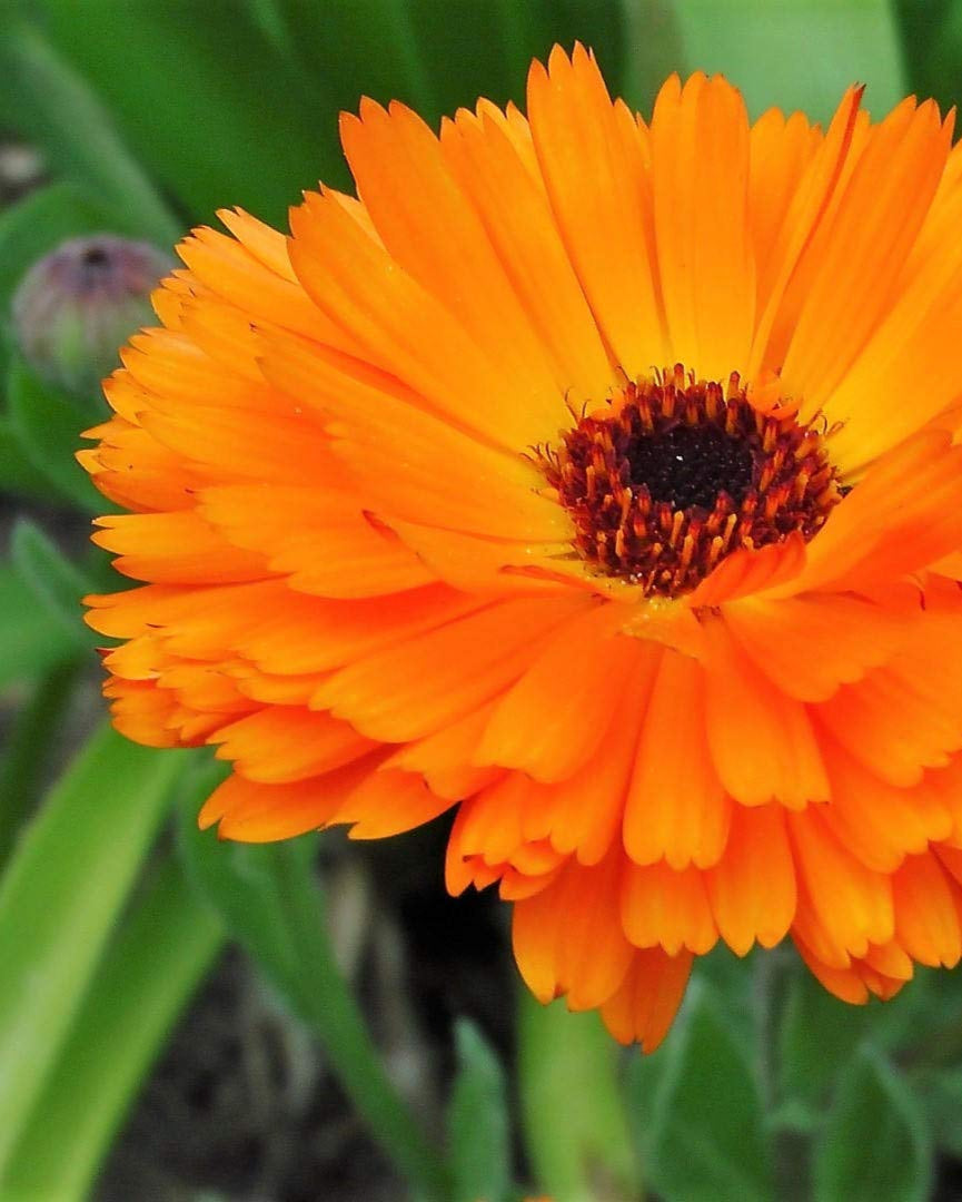 Orange Calendula