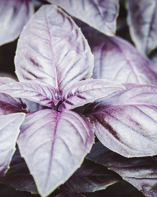 Dark Purple Opal Basil