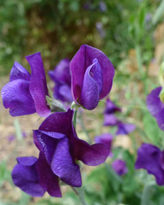 Blue Velvet Sweet Pea