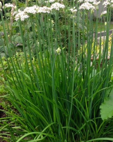 Garlic Chive
