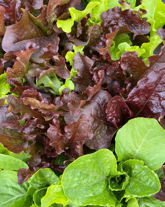 Heirloom Lettuce Mix