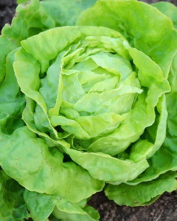 Victoria Butter Lettuce