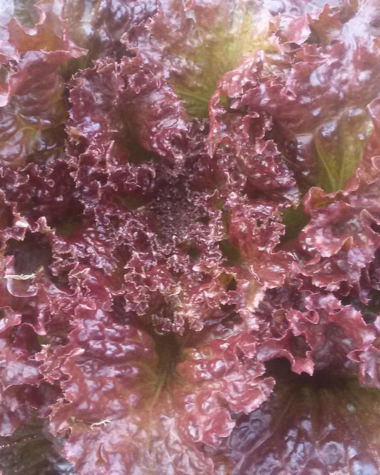 Sunset Lettuce