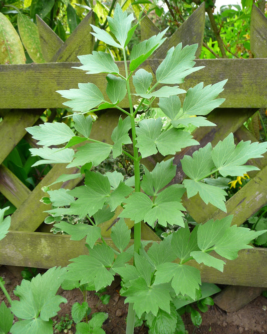 Lovage