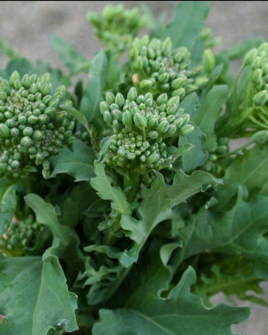 Rapini Broccoli