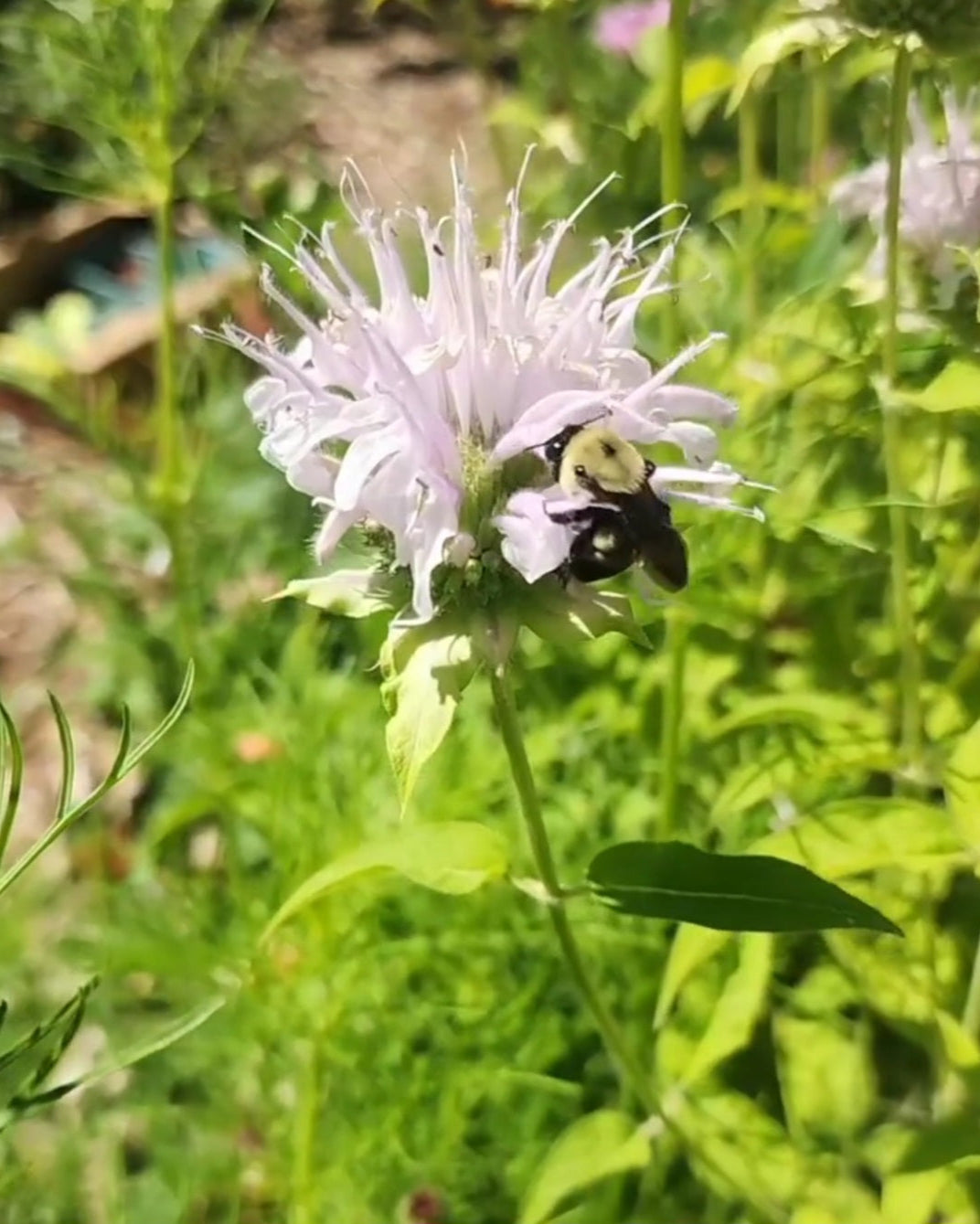 Wild Bergamot Bee Balm
