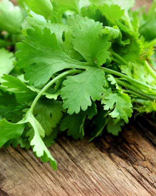 Cilantro