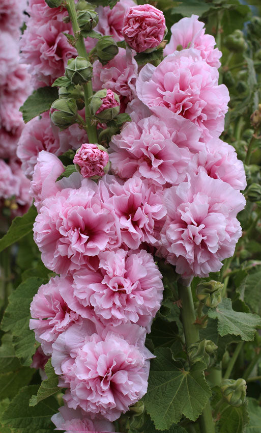 Double Pink Hollyhock