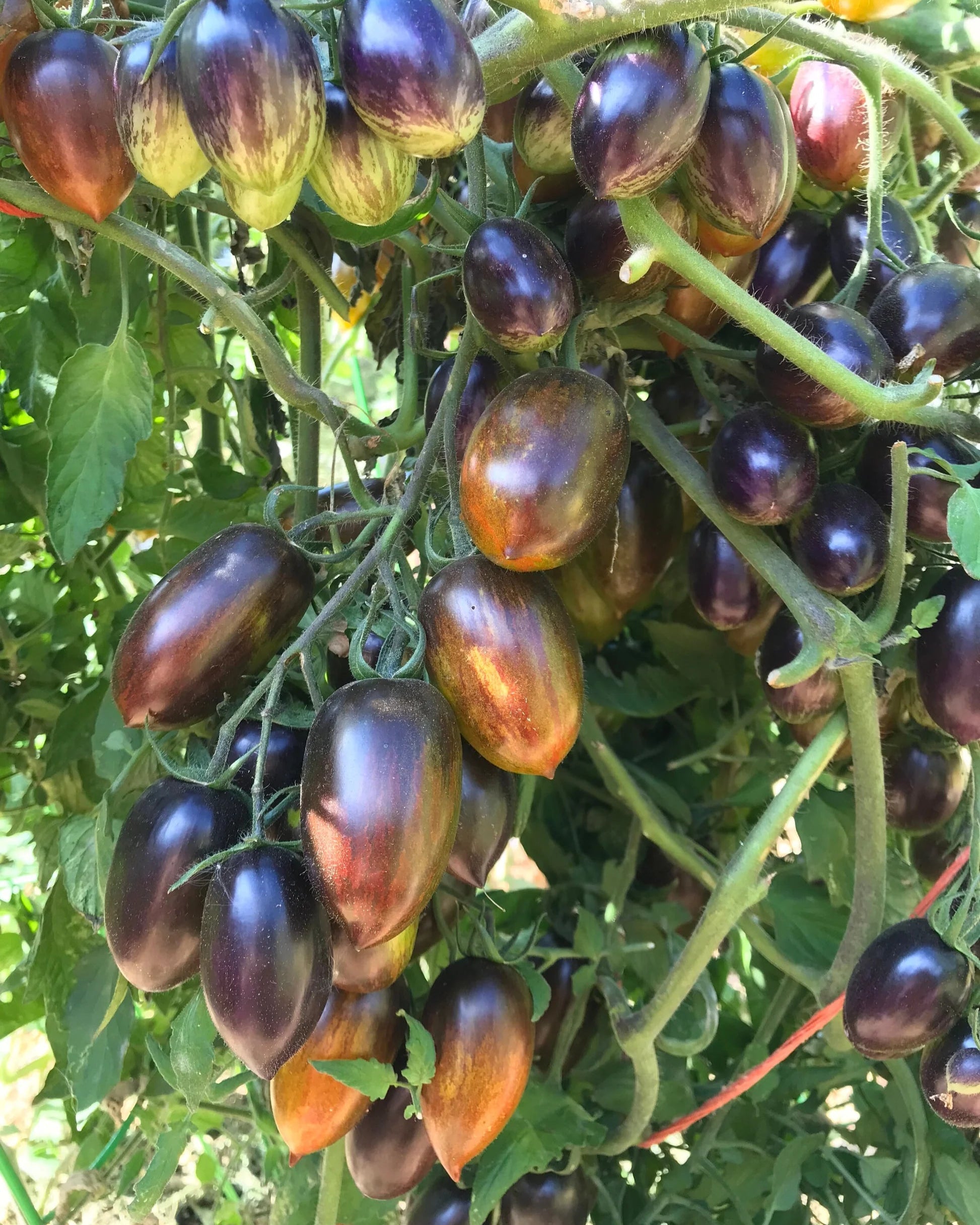 Tomato Brad's Atomic Grape - Baker Creek Heirloom Seeds | Plants on Tomato Brad's Atomic Grape - Baker Creek Heirloom Seeds | Plants on