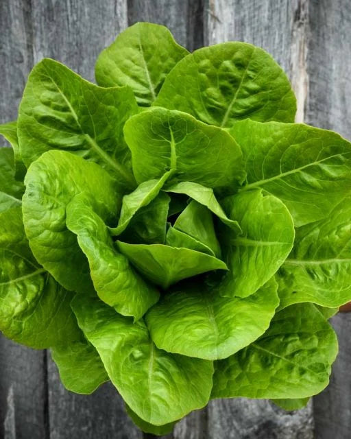 Yedikule Lettuce