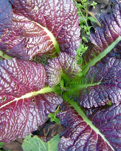 Japanese Red Mustard Green