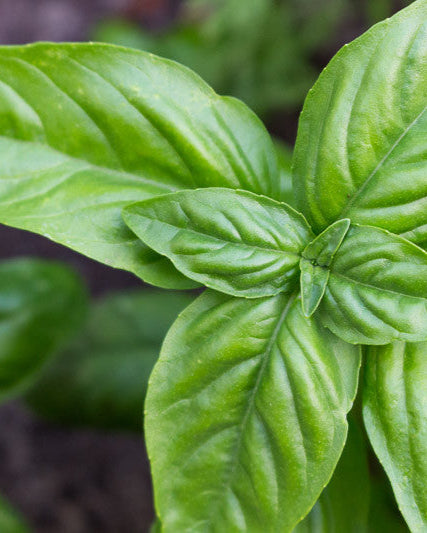 Genovese Basil