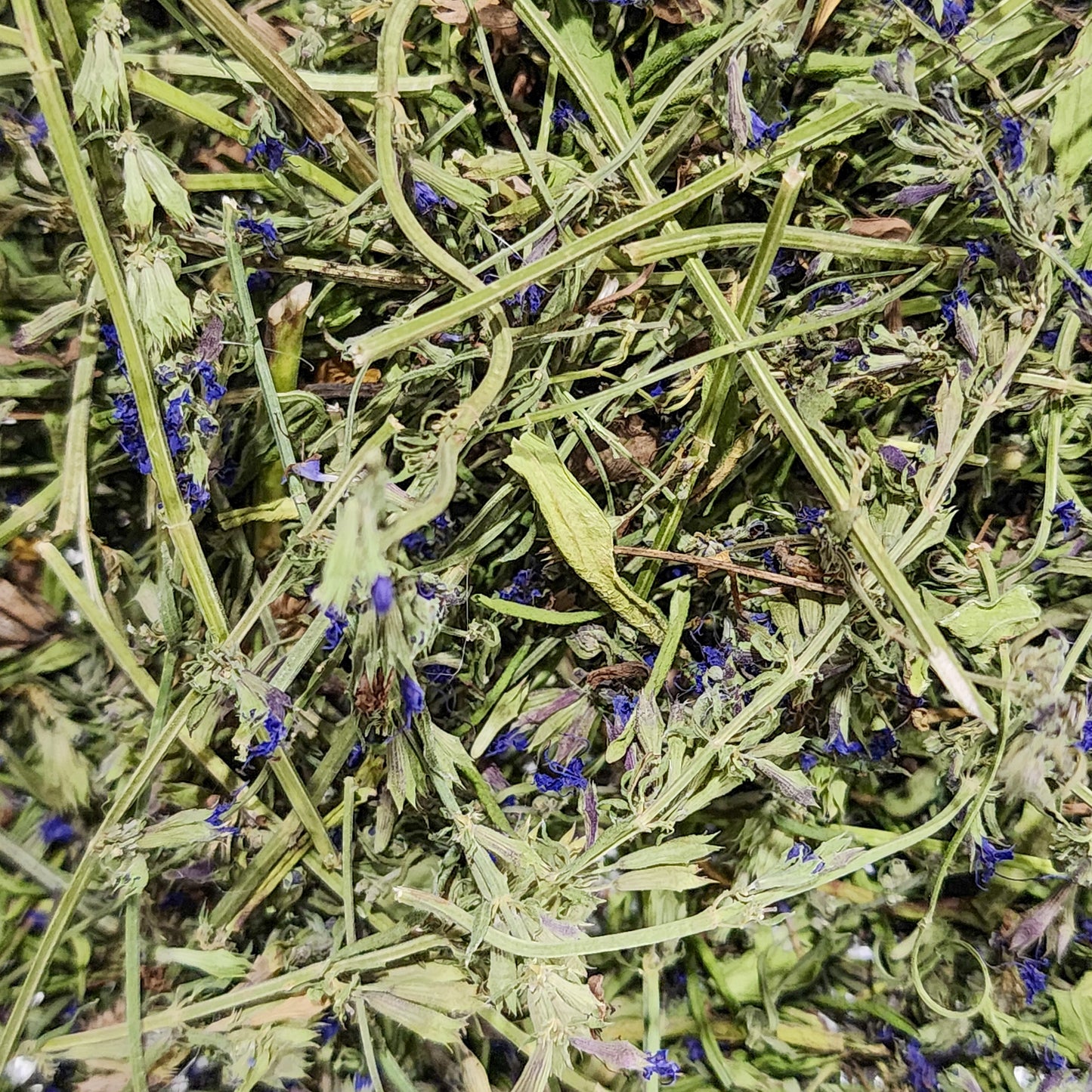 Hyssop