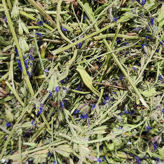 Hyssop