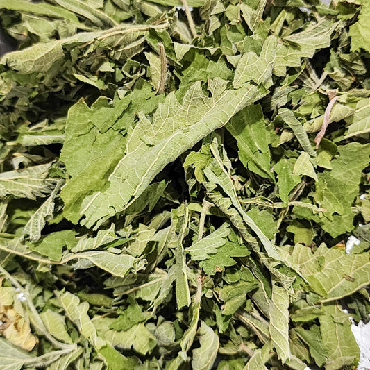 Wild Foraged Nettle