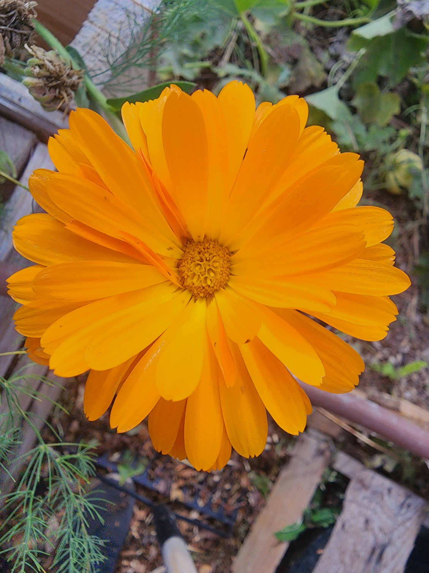 Calendula Mix